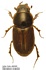 Melinopterus consputus