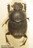 Onthophagus emarginatus