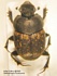 Onthophagus fracticornis