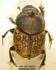 Onthophagus similis male