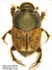 Onthophagus vacca femelle