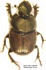 Onthophagus vacca male