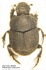 Onthophagus verticicornis