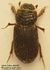 Rhyssemus germanus