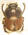 Onthophagus gazella