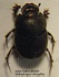 Onthophagus ruficapillus